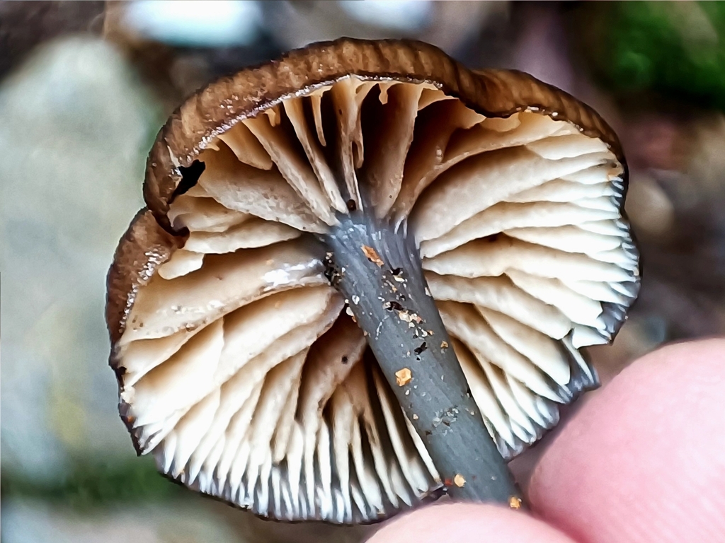 Cyanula from Antioquia on May 27, 2023 at 1116 AM by YeferA.S