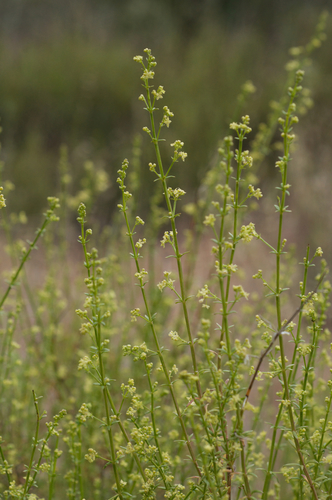 Galium angustifolium ssp. angustifolium
