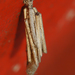 Common Bagworm Moth - Photo (c) Henk Wallays, all rights reserved