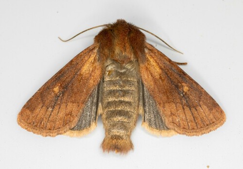iNaturalist observation photo of Resapamea innota