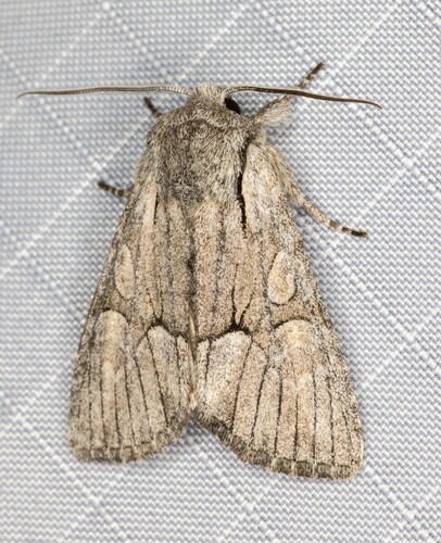 iNaturalist observation photo of Eremobina unicincta