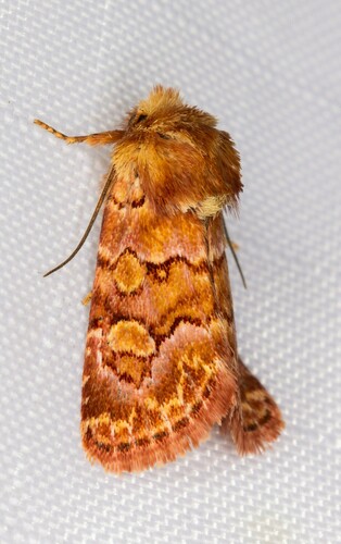 iNaturalist observation photo of Euros proprius