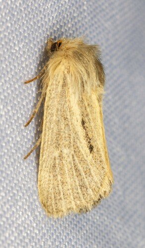 iNaturalist observation photo of Tufted Sedge Moth
