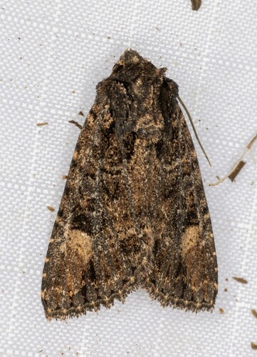 iNaturalist observation photo of Rusty Shoulder Knot Moth