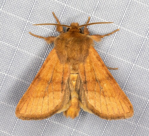 iNaturalist observation photo of Nephelodes demaculata