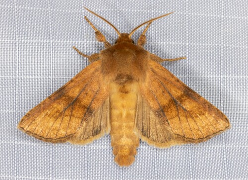 iNaturalist observation photo of Nephelodes demaculata