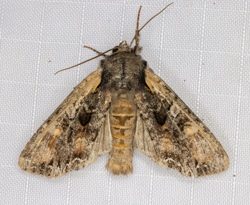 iNaturalist observation photo of Nevada Arches Moth