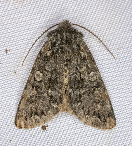 iNaturalist observation photo of Lasionycta perplexa