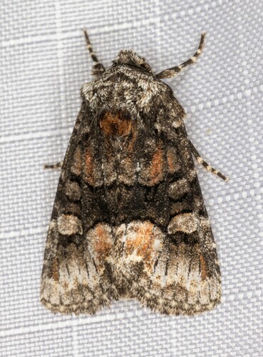 iNaturalist observation photo of Red-spot Polia Moth