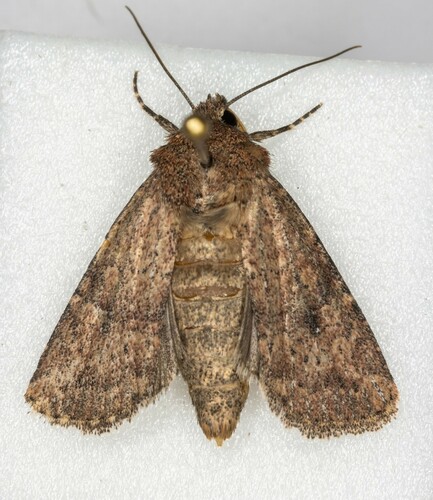 iNaturalist observation photo of Protorthodes
