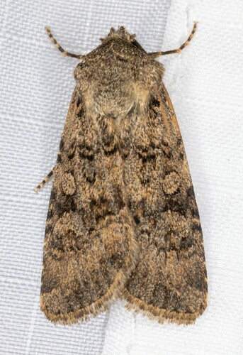 iNaturalist observation photo of Euxoa