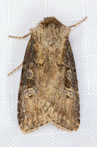 iNaturalist observation photo of Cutworm Moths and Allies