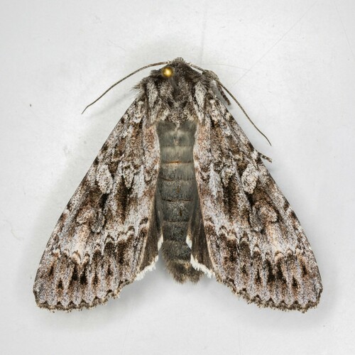 iNaturalist observation photo of Great Brocade