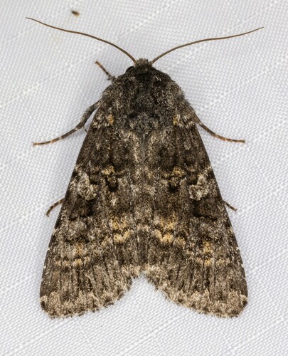 iNaturalist observation photo of Great Black Dart