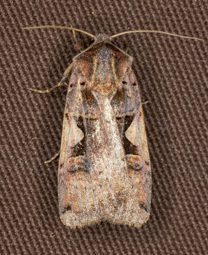 iNaturalist observation photo of Setaceous Hebrew Character