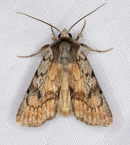 iNaturalist observation photo of Setagrotis pallidicollis