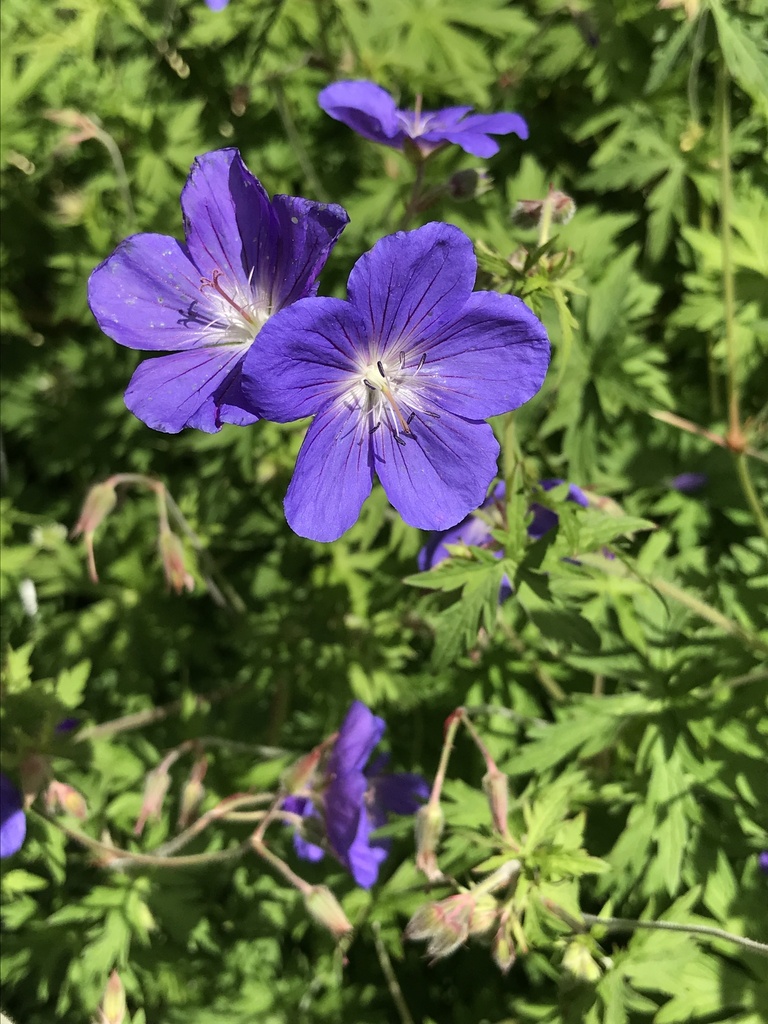 geraniums and cranesbills from Mono County, US-CA, US on August 22 ...