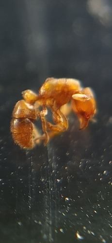 Typhlomyrmex pusillusTyphlomyrmex pusillus