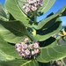 Giant Milkweed - Photo (c) mpitaro, all rights reserved