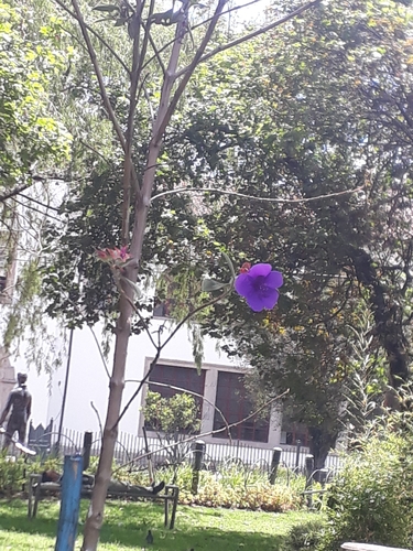 Tibouchina heteromalla image