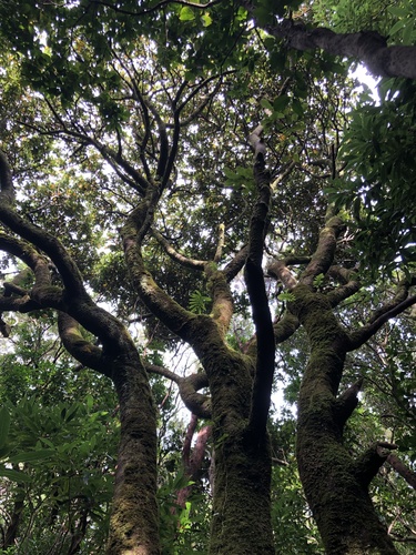 Azores Laurel