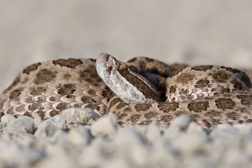 Western Massasauga