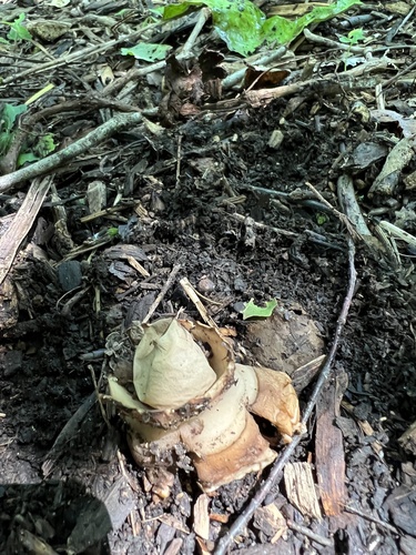 Geastrum triplex