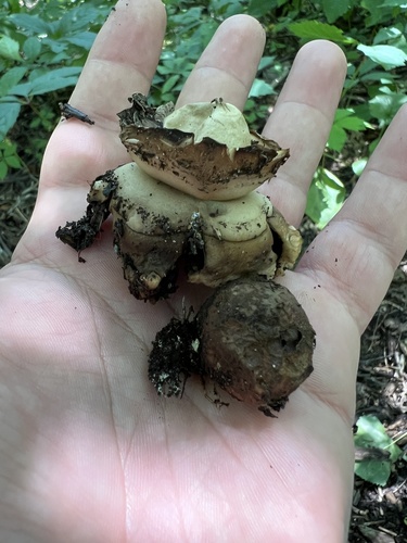Geastrum triplex (Photo 2 of 4)