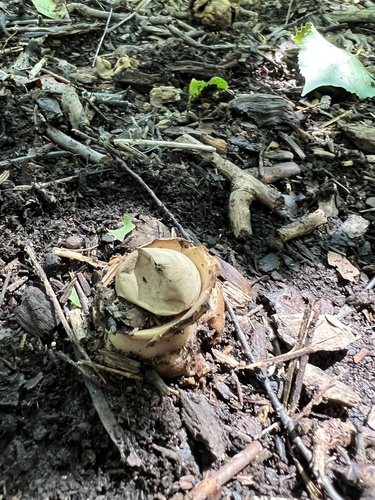 Geastrum triplex (Photo 3 of 4)