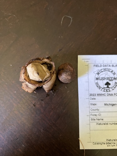 Geastrum triplex (Photo 4 of 4)