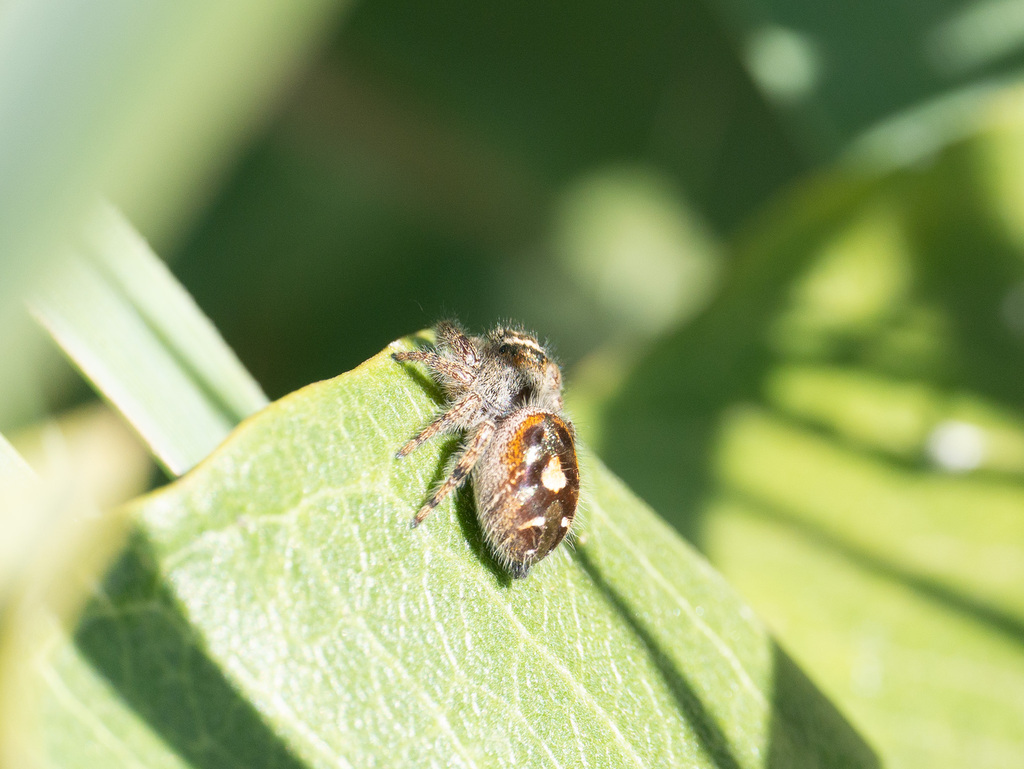 bold-jumping-spider-from-central-park-denver-co-usa-on-august-29