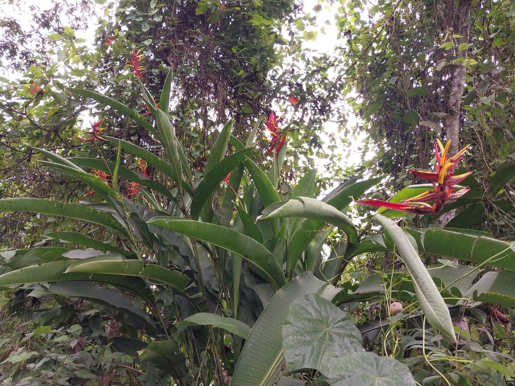 Heliconia wilsonii