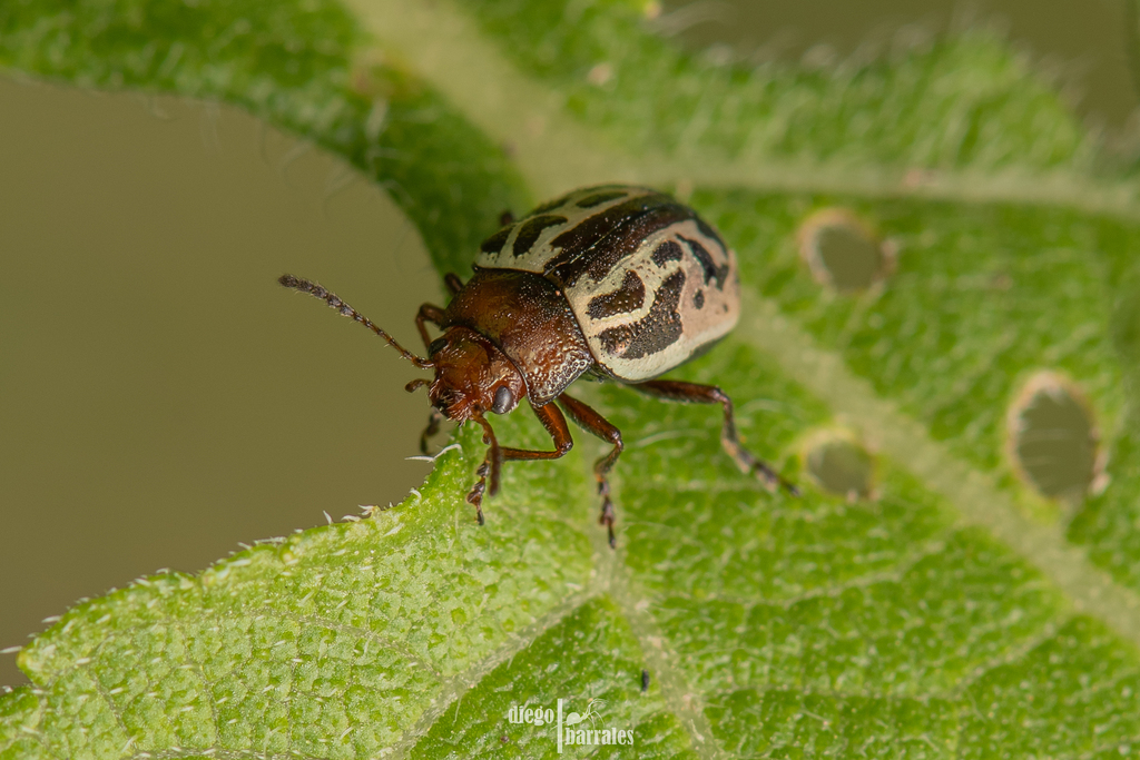 Calligrapha piceicollis from Tecámac, Méx., México on August 29, 2023 ...