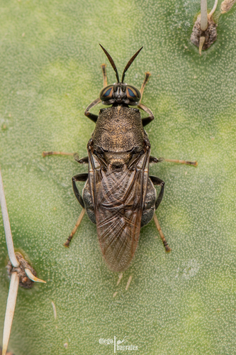 Cyphomyia erecta McFadden & James