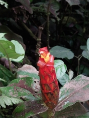 Costus pulverulentus image