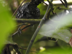 Thamnophilus doliatus image