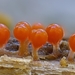 長尖團毛黏菌 - Photo 由 sdrov 所上傳的 (c) sdrov，保留所有權利