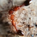 Bicolored Pennant Ant - Photo (c) Kevin Wiener, all rights reserved, uploaded by Kevin Wiener
