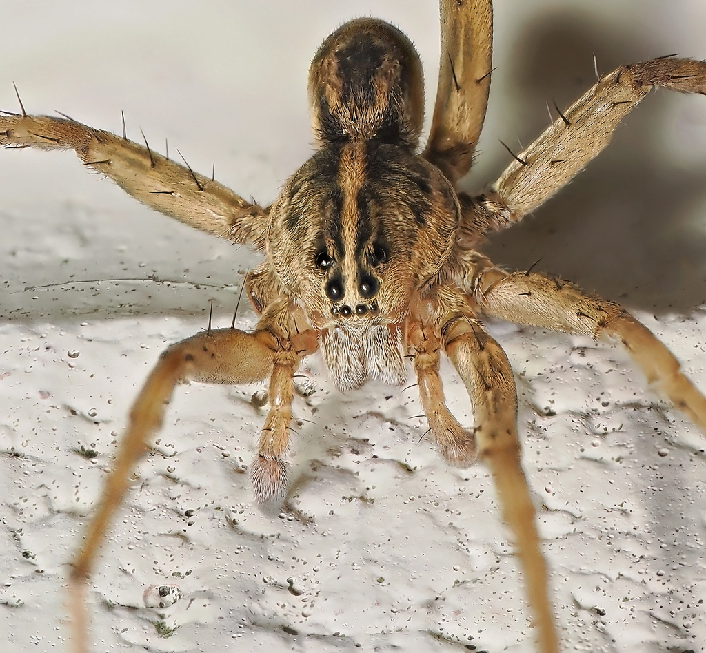 Georgia Wolf Spider from 1111 Clark County, OH, USA on August 29, 2023 ...