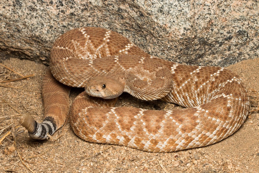 Red Diamond Rattlesnake