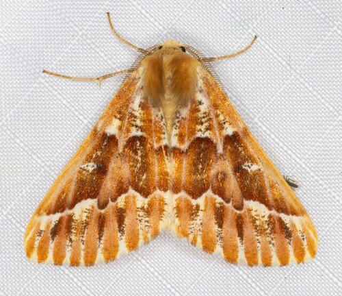 iNaturalist observation photo of Western Conifer Looper