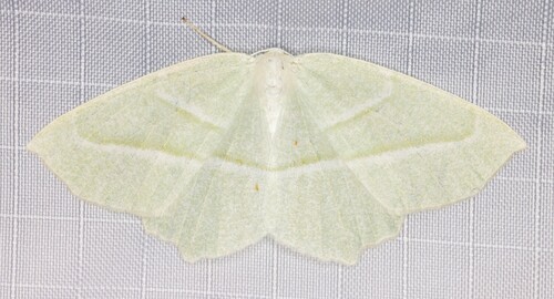 iNaturalist observation photo of Pale Beauty