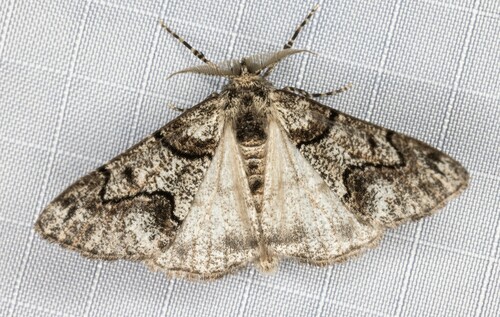 iNaturalist observation photo of Gabriola sierrae