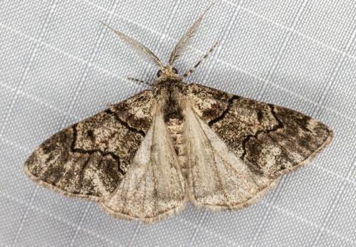 iNaturalist observation photo of Gabriola sierrae