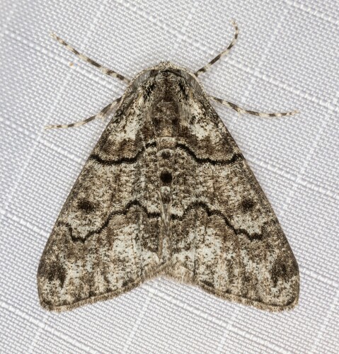 iNaturalist observation photo of Gabriola sierrae