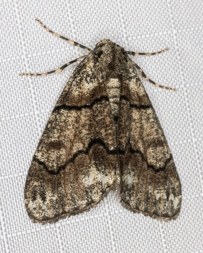iNaturalist observation photo of Gabriola sierrae