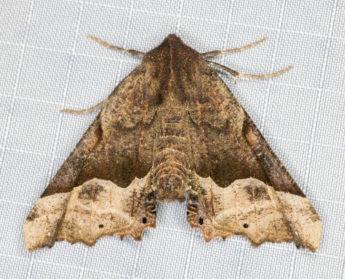 iNaturalist observation photo of Pero mizon