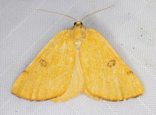 iNaturalist observation photo of Sulphur Moth