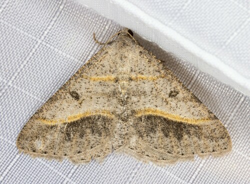 iNaturalist observation photo of Dark-bordered Granite