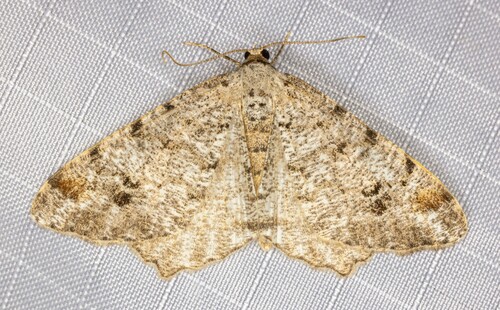 iNaturalist observation photo of Pale-marked Angle